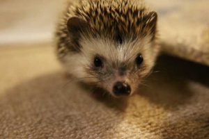 こっちを見つめるハリネズミ