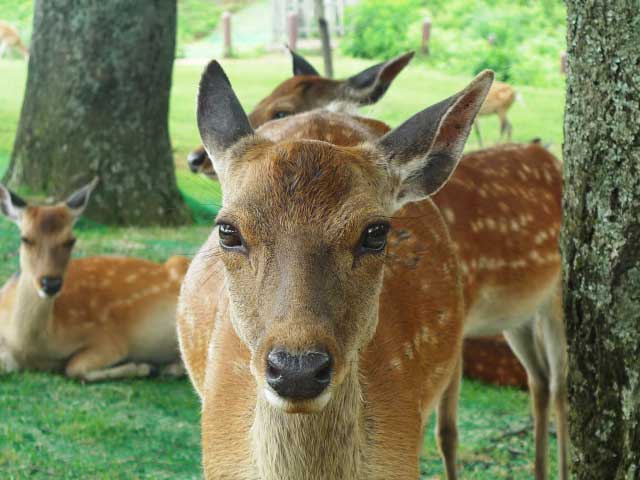 奈良で「ものづくり」ナラ。アンシャンテ