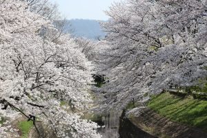 20180330 1 300x200 - 佐保川の桜並木