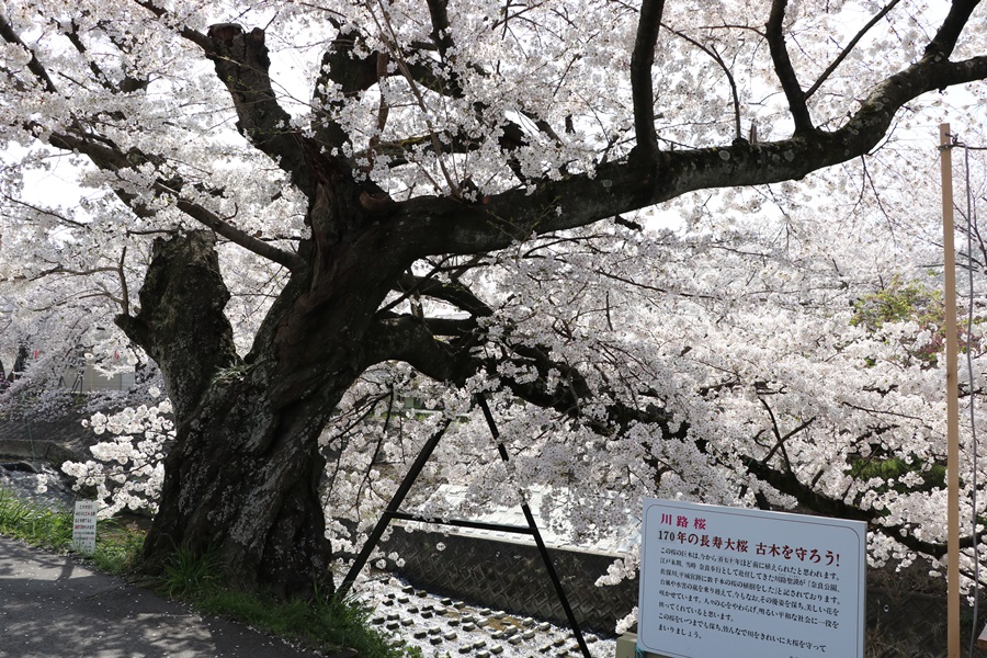 20180330 2 - 佐保川の桜並木