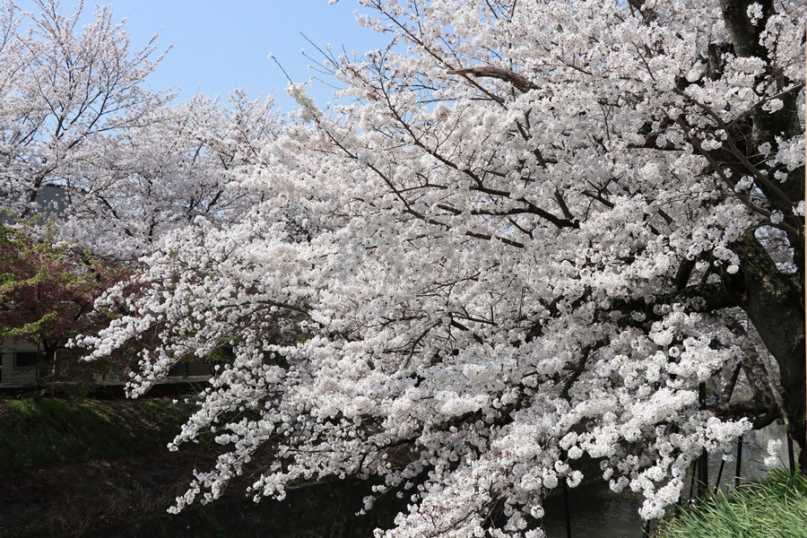 20180330 3 - 佐保川の桜並木