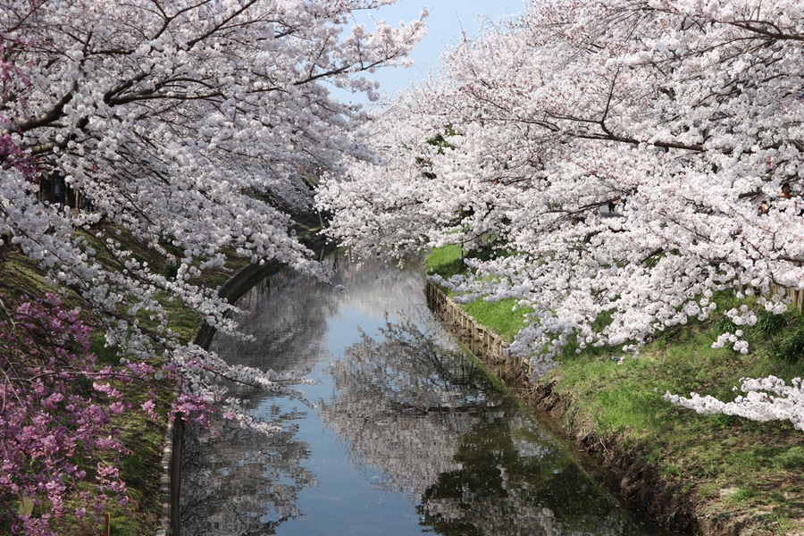 20180330 4 - 佐保川の桜並木