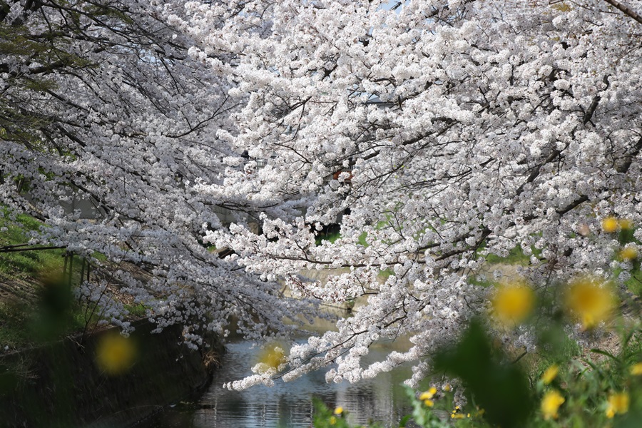 20180330 5 - 佐保川の桜並木