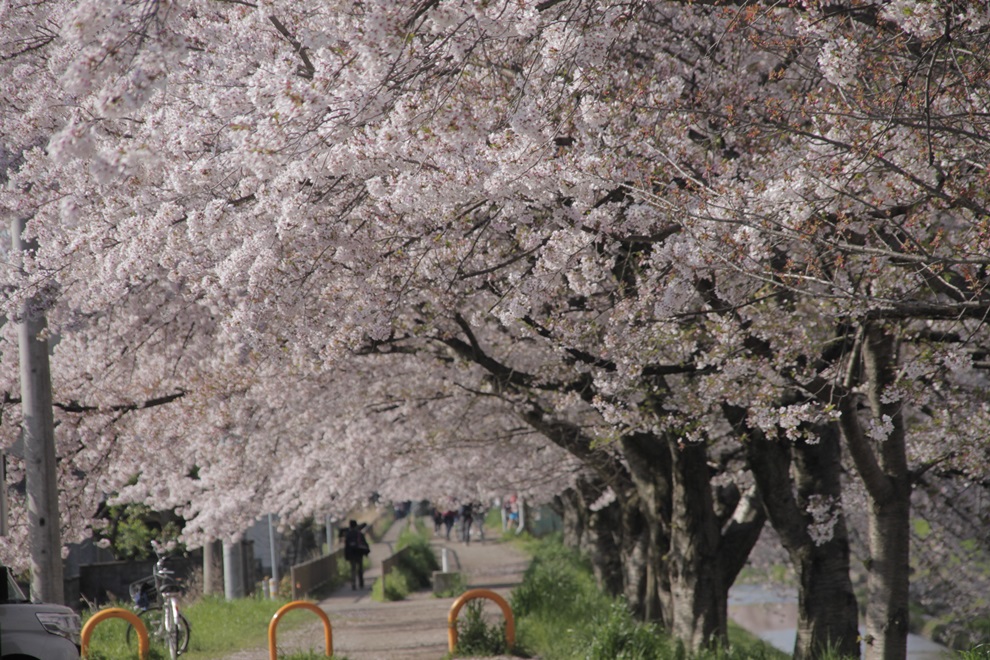 20180330 8 - 佐保川の桜並木