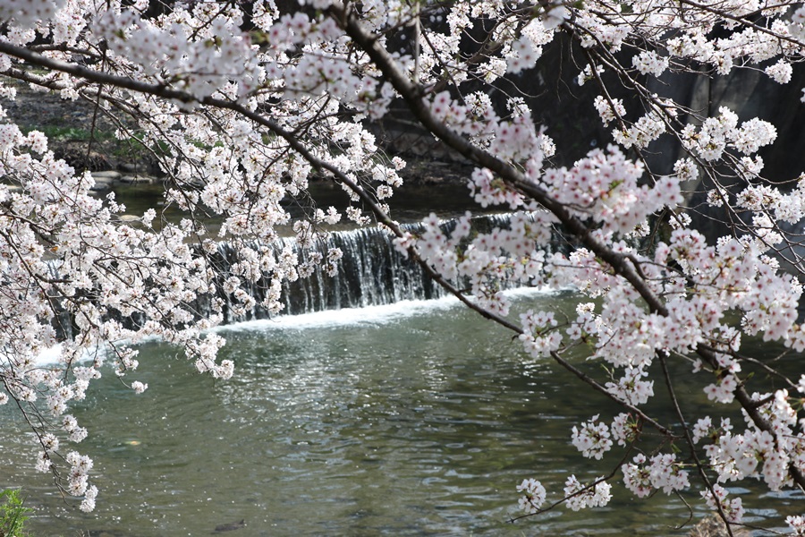 20180330 - 佐保川の桜並木