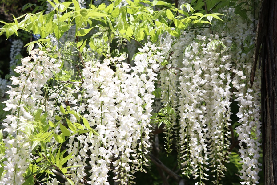 20180501 12 - 春日大社神苑・萬葉植物園へ行ってきました。