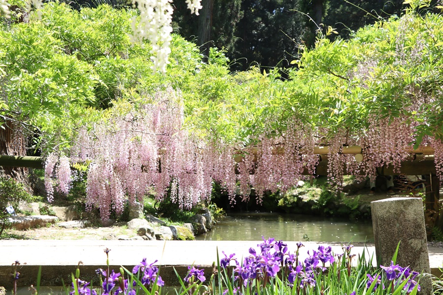 20180501 14 - 春日大社神苑・萬葉植物園へ行ってきました。