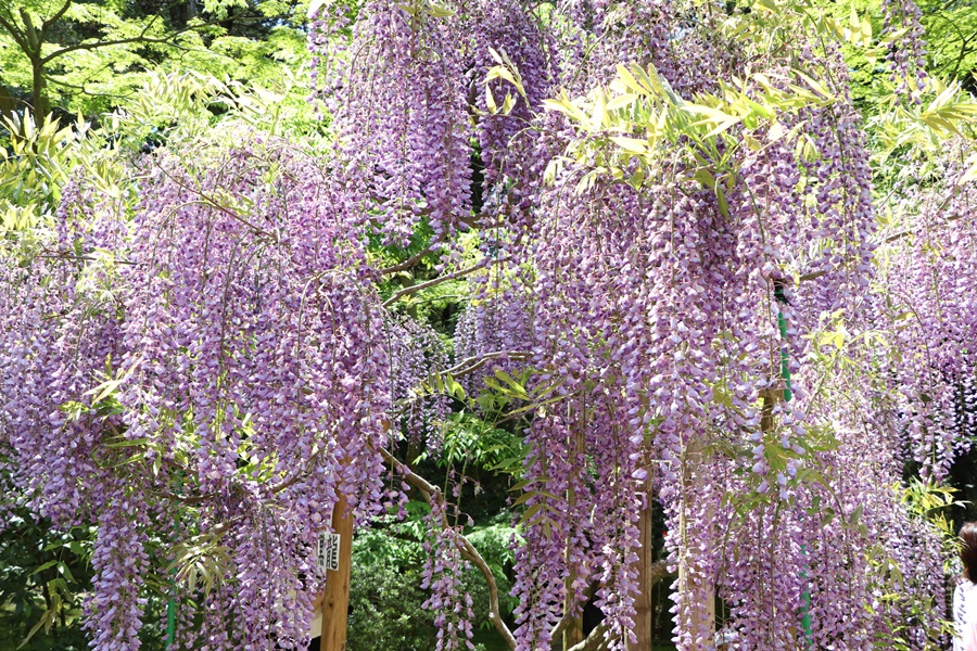 20180501 15 - 春日大社神苑・萬葉植物園へ行ってきました。