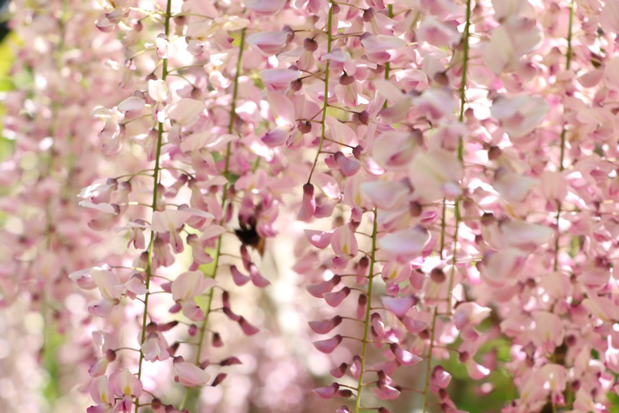 20180501 18 - 春日大社神苑・萬葉植物園へ行ってきました。