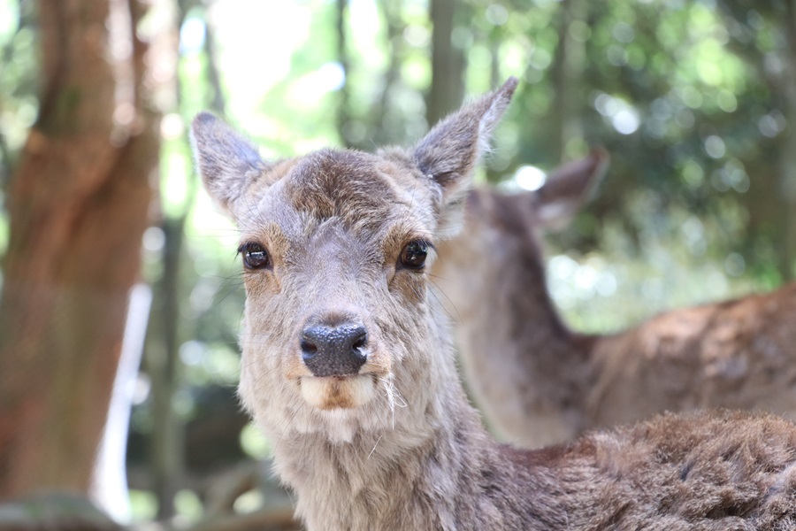 20180501 7 - 春日大社神苑・萬葉植物園へ行ってきました。