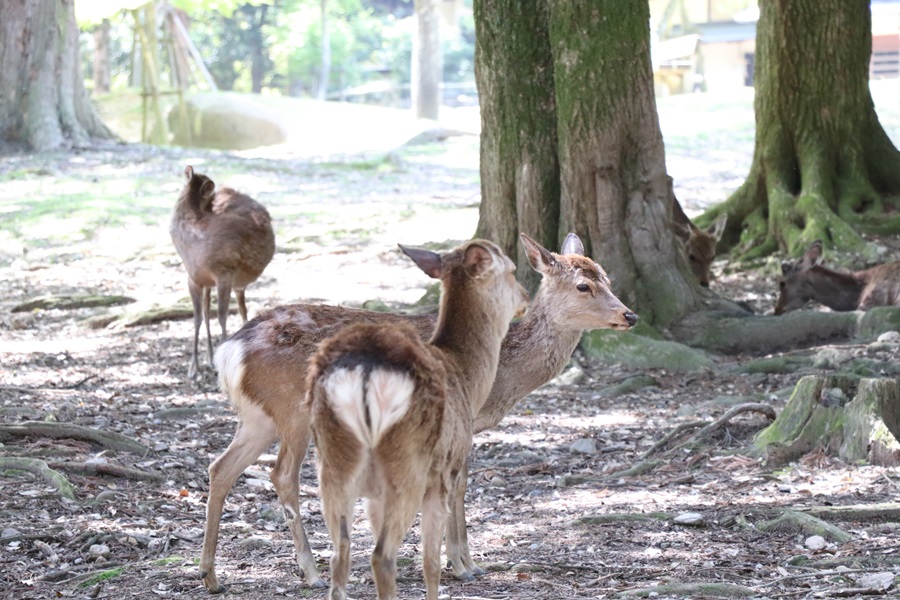 20180501 - 春日大社神苑・萬葉植物園へ行ってきました。