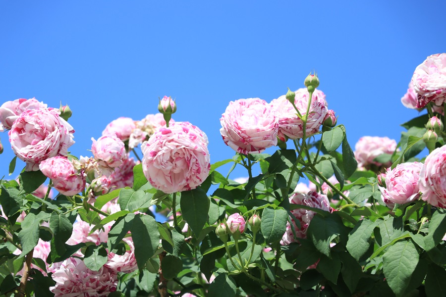 霊山寺の薔薇の精 ゆっきさんの投稿/霊山寺 ばら庭園 ｜ ことりっぷ