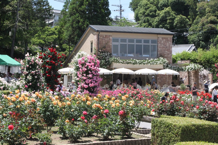 20180513 7 - バラのお寺・霊山寺