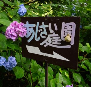 DSC1592 e1530518674391 300x288 - 矢田寺・あじさい園