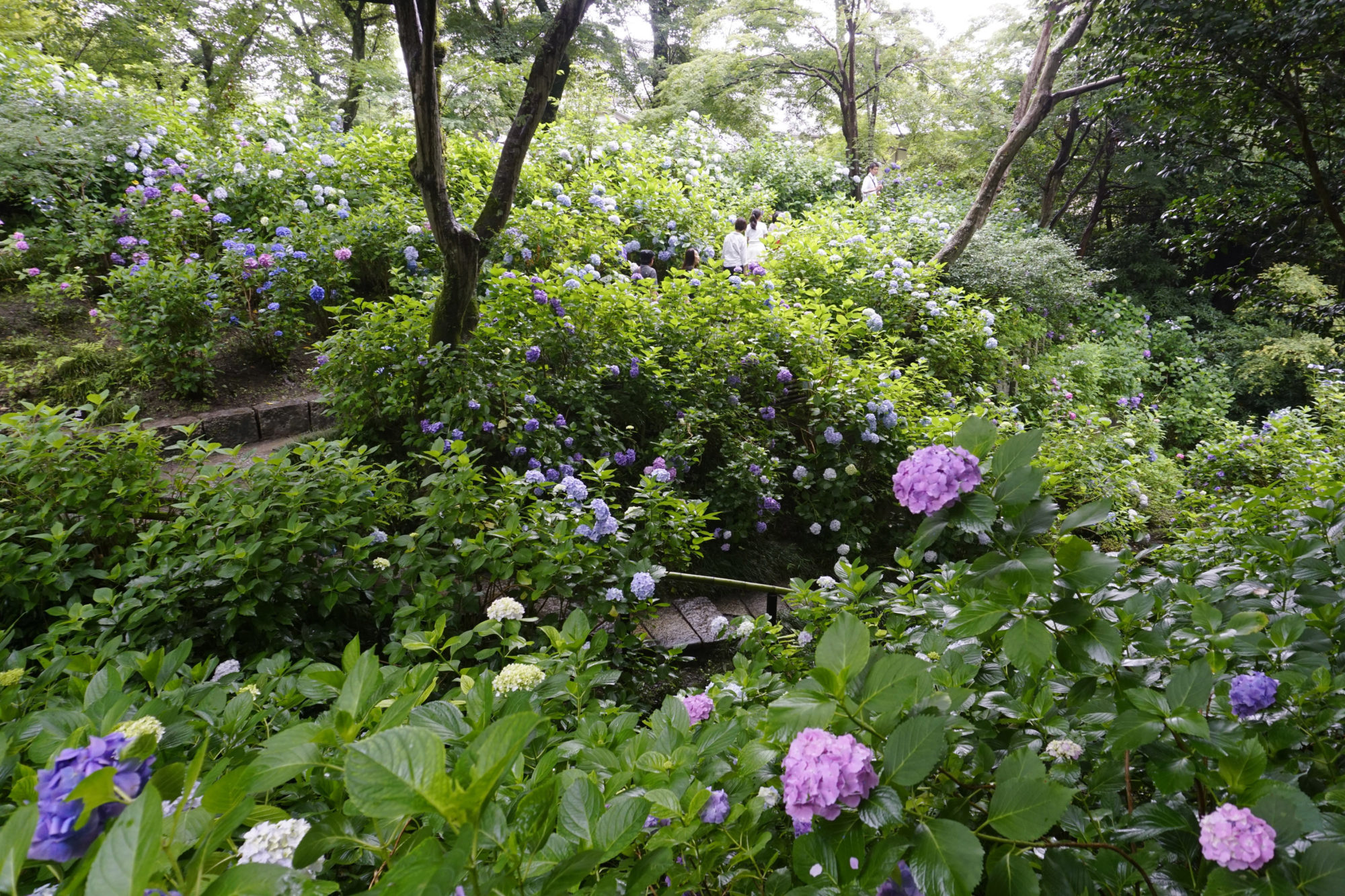 DSC1610 1 e1530518268164 - 矢田寺・あじさい園