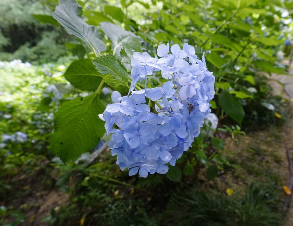 DSC1611 1024x790 - 矢田寺・あじさい園