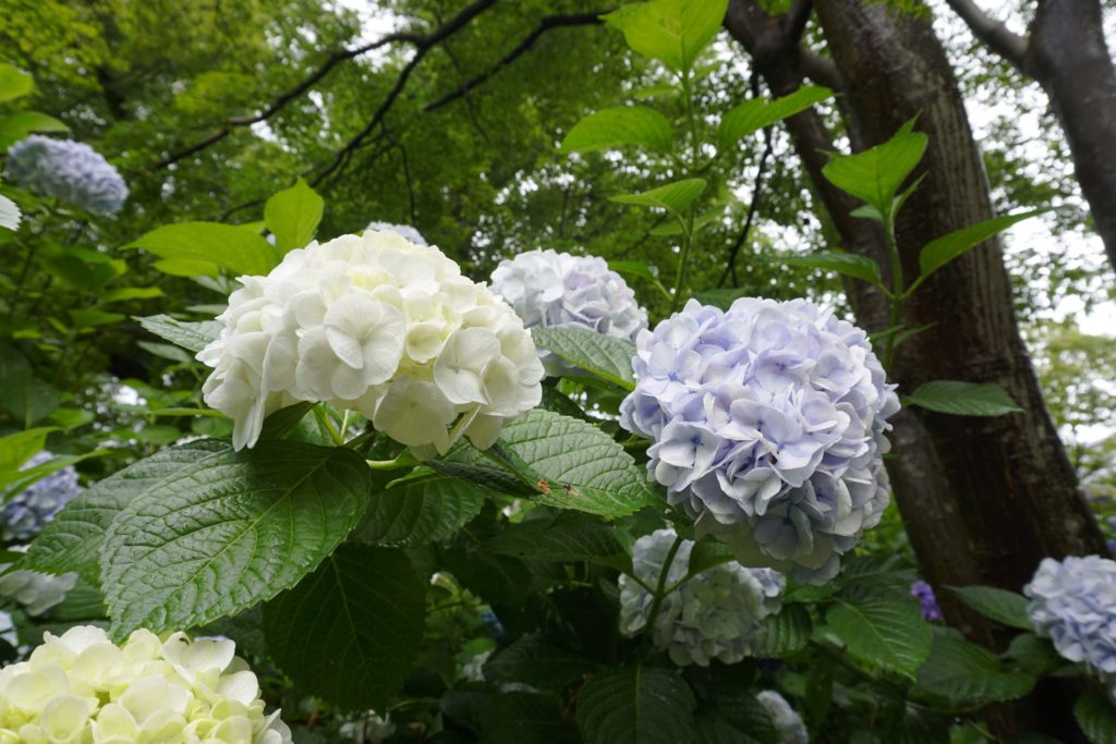 DSC1619 1024x683 - 矢田寺・あじさい園